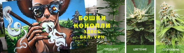 стаф Новокубанск